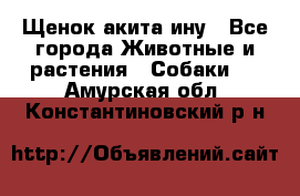 Щенок акита ину - Все города Животные и растения » Собаки   . Амурская обл.,Константиновский р-н